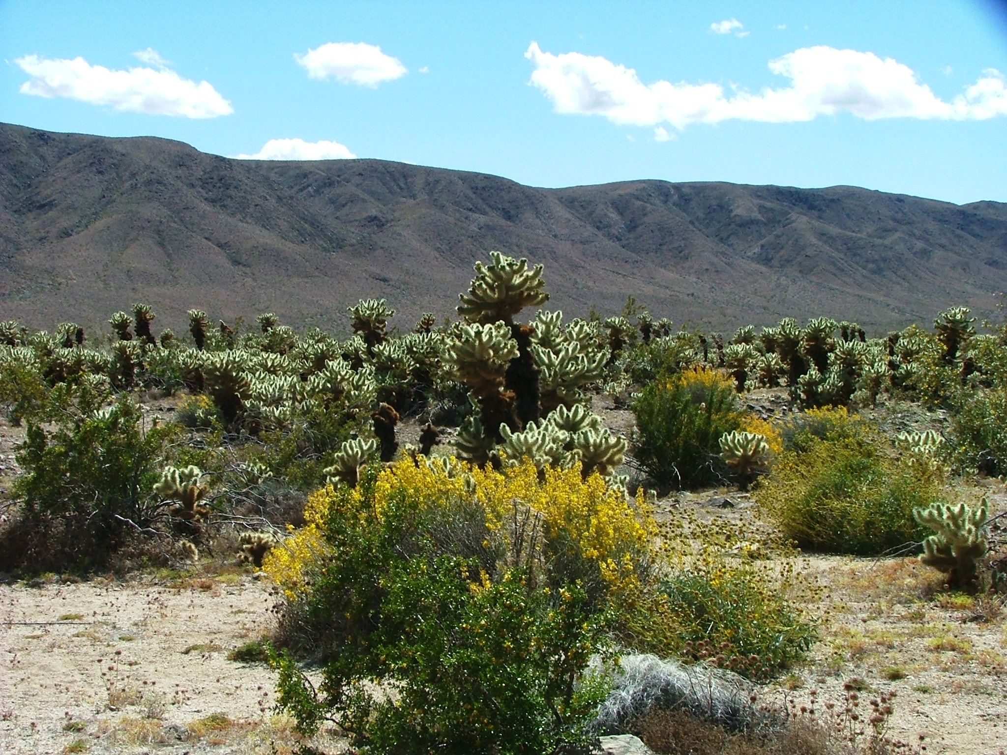 Joshua Tree Nationalpark, CA